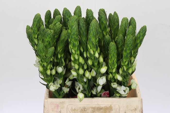<h4>Ornithogalum thyrsoides Milky Way</h4>