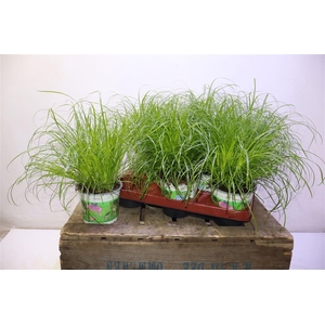 arr8 Cyper Alt Zumula