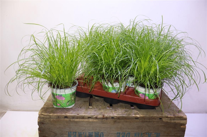 <h4>arr8 Cyper Alt Zumula</h4>