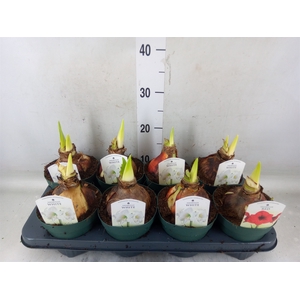 Hippeastrum   ...mix 4