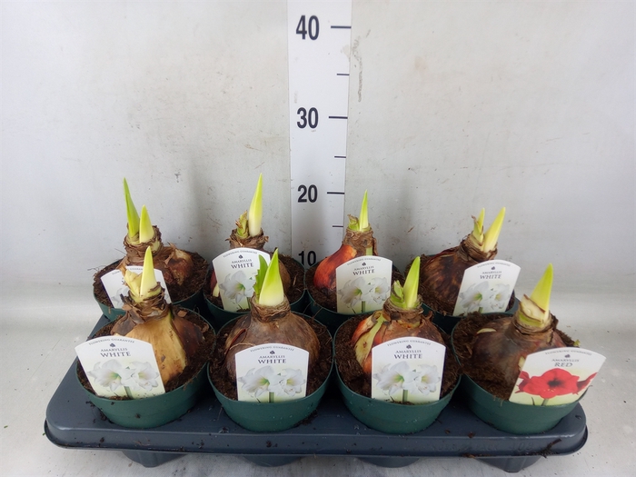 <h4>Hippeastrum   ...mix 4</h4>