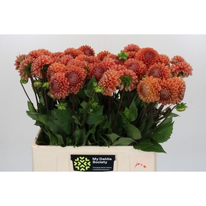 Dahlia Cornel Bronze