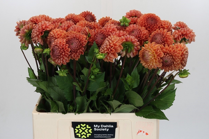 <h4>Dahlia Cornel Bronze</h4>