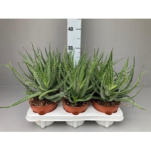 Aloe arborescens 12