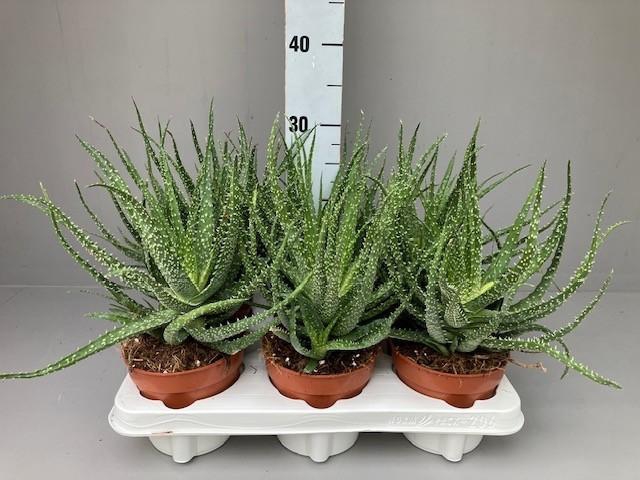 <h4>Aloe arborescens 12</h4>