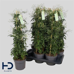 Jasm Polyanthum Wit