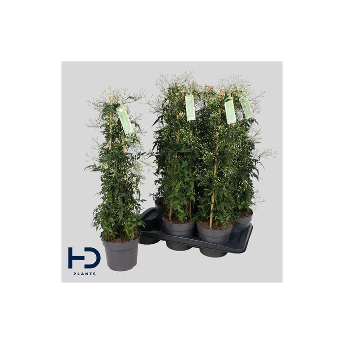 <h4>Jasm Polyanthum Wit 300+</h4>