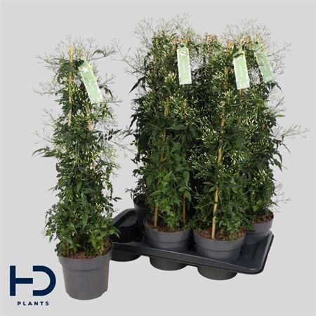 <h4>Jasm Polyanthum Wit</h4>