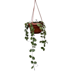 Hoya Overig hangpot Mathilde