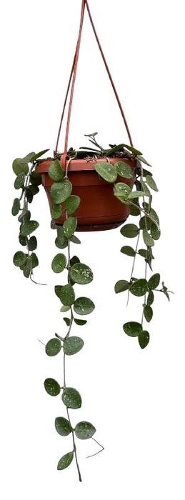 <h4>Hoya Overig hangpot Mathilde</h4>