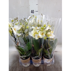 Phalaenopsis multi. 'Ant Lausanne'