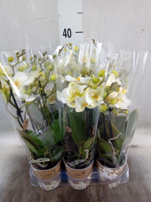 <h4>Phalaenopsis multi. 'Ant Lausanne'</h4>