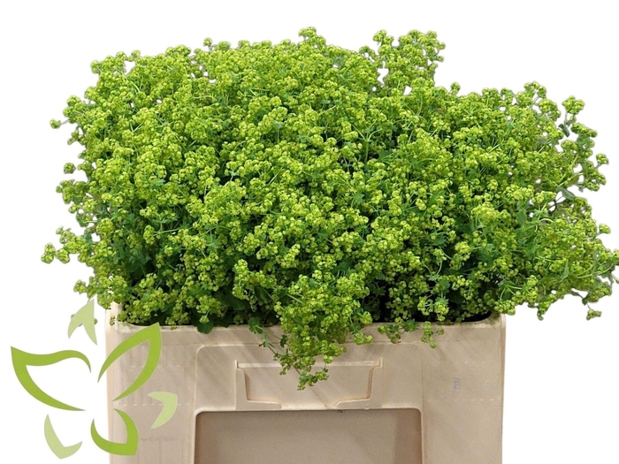 <h4>ALCHEMILLA MOLLIS 'ROBUSTICA'</h4>