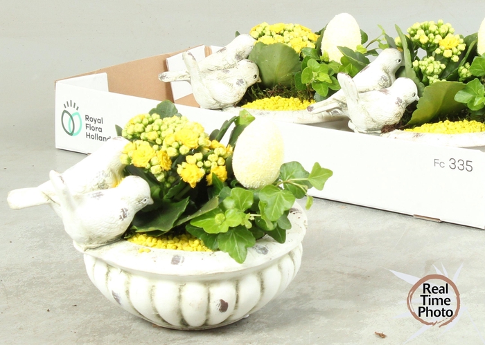 <h4>ARR KAMERPL</h4>