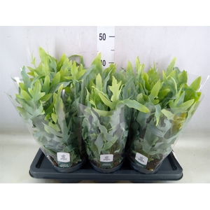 Phlebodium aureum 'Blue Star'