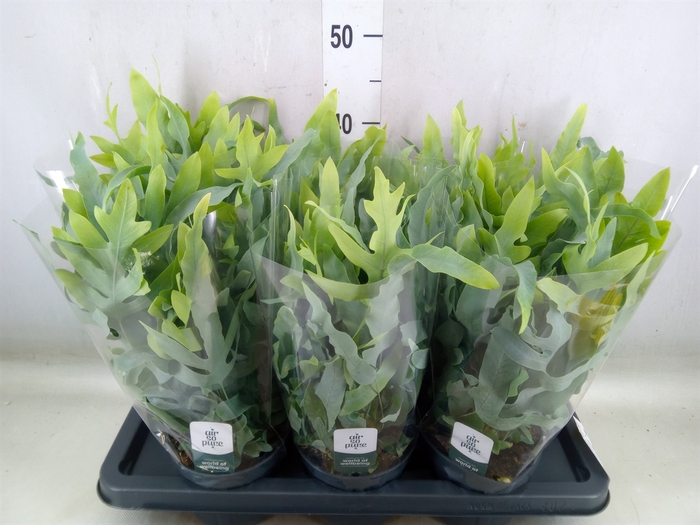 <h4>Phlebodium aureum 'Blue Star'</h4>