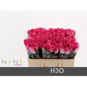 Rosa large h3o