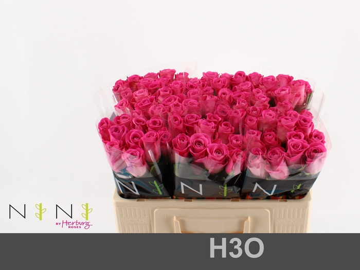 Rosa large h3o