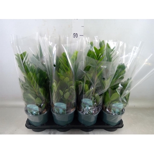 Zamioculcas zamiifolia