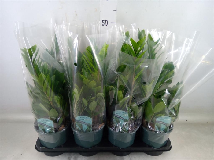 <h4>Zamioculcas zamiifolia</h4>