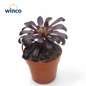 Aeonium Schwartzkopf