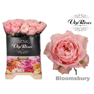R GR BLOOMSBURY x 20