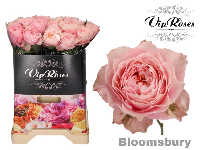 R GR BLOOMSBURY x 20