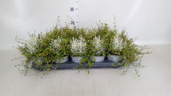 <h4>Leucophyta     [Calocephalus]</h4>