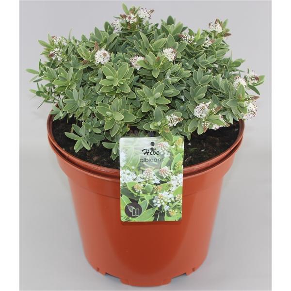 <h4>Hebe Albicans C10</h4>