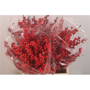 Ilex Verticilata Red