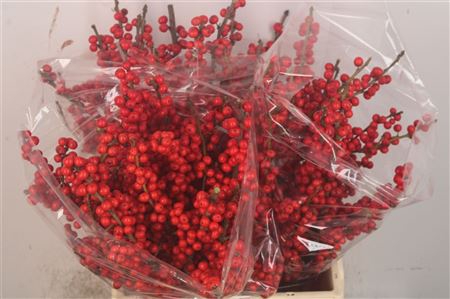 <h4>Ilex Verticilata Red</h4>