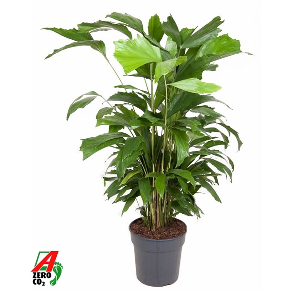 <h4>Caryota Mitis P24</h4>