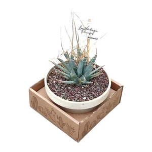 LEUCHTENBERGIA PRINCIPIS - WHITE GRANITE BOWL Ø 15 IN CARDBOARD BOX 15X15 CM