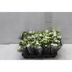 KALANCHOE DOBRADO MINI P06 BRANCO