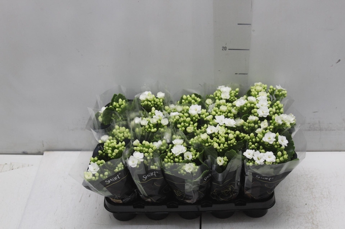 <h4>KALANCHOE DOBRADO MINI P06 BRANCO</h4>