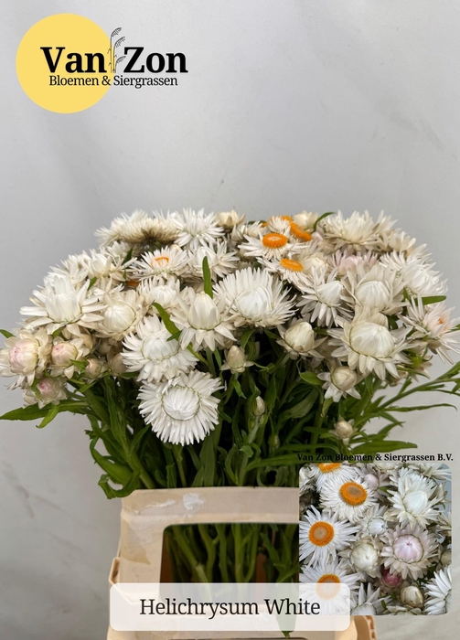 <h4>HELICHRYSUM OV</h4>