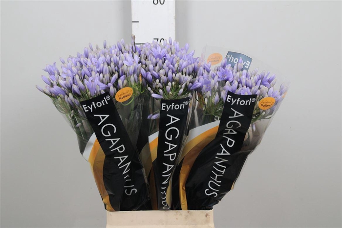 <h4>Agap Eyfori Light Blue</h4>