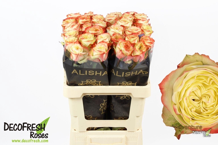 <h4>R Gr Adventure</h4>