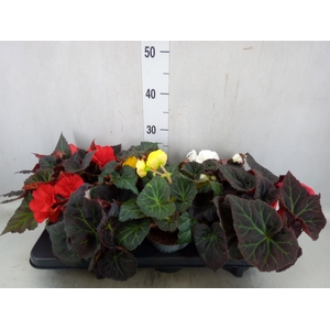 Begonia tuber. 'Fortune'   ...mix