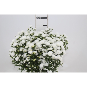 ASTER MARIANA 040 CM