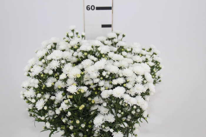 <h4>ASTER MARIANA 040 CM</h4>