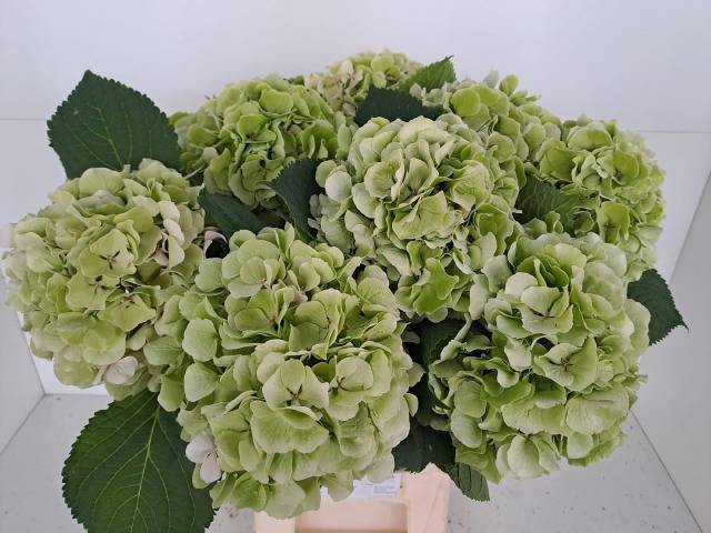 <h4>HYDR M CH VERENA CL</h4>