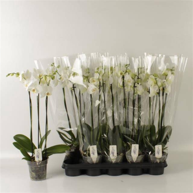 <h4>PHAL OV WIT</h4>