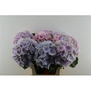 Hydr M Verena Blue/milka 80-22