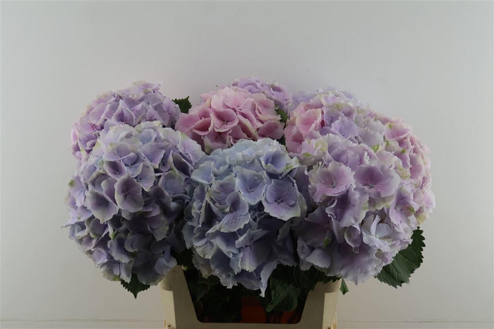 <h4>Hydr M Verena Blue/milka 80-22</h4>