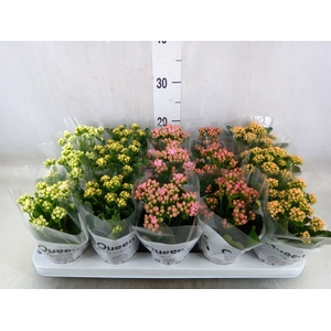 Kalanchoe blos.   ..rosebud mix  5