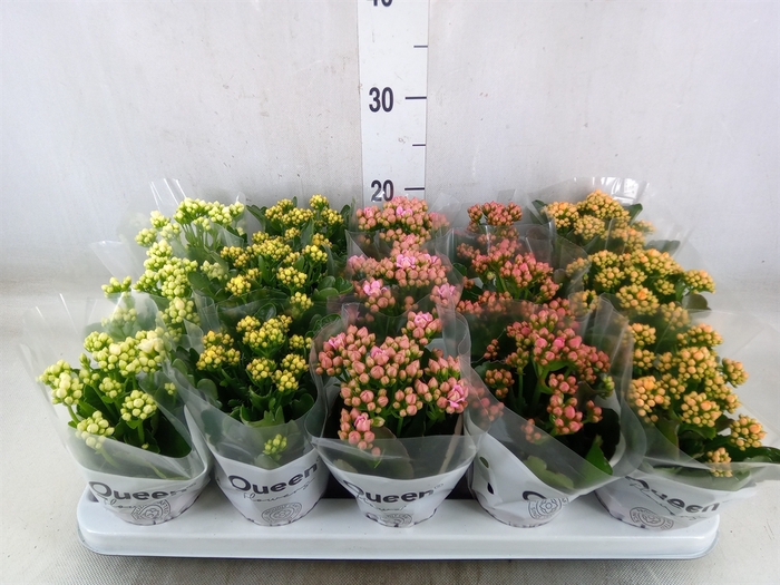 <h4>Kalanchoe blos.   ..rosebud mix  5</h4>
