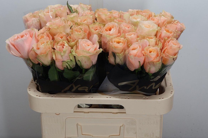 <h4>R Gr Charming Reeva</h4>