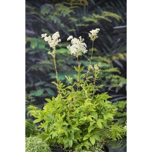 Filipendula ulmaria