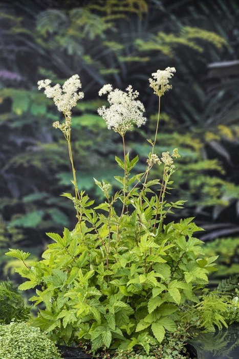 Filipendula ulmaria